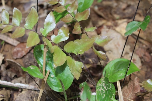 Image of Stalked Maidenhair Fern (Adiantum petiolatum) by (c) Andrés Ramírez-Barrera, some rights reserved (CC BY)