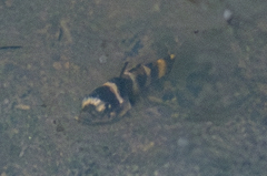 Kabili Bumblebee Goby photo 5