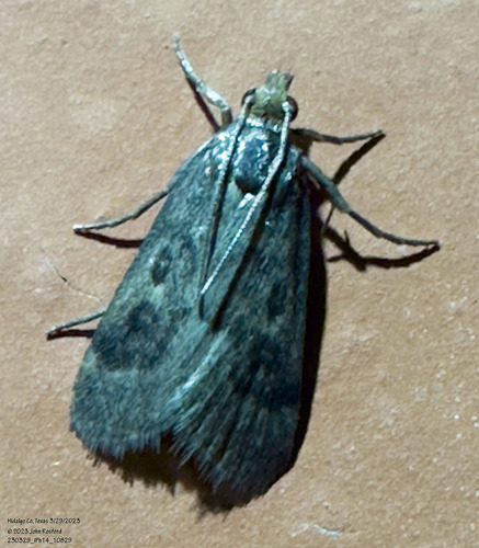 Loxostegopsis polle photo 2