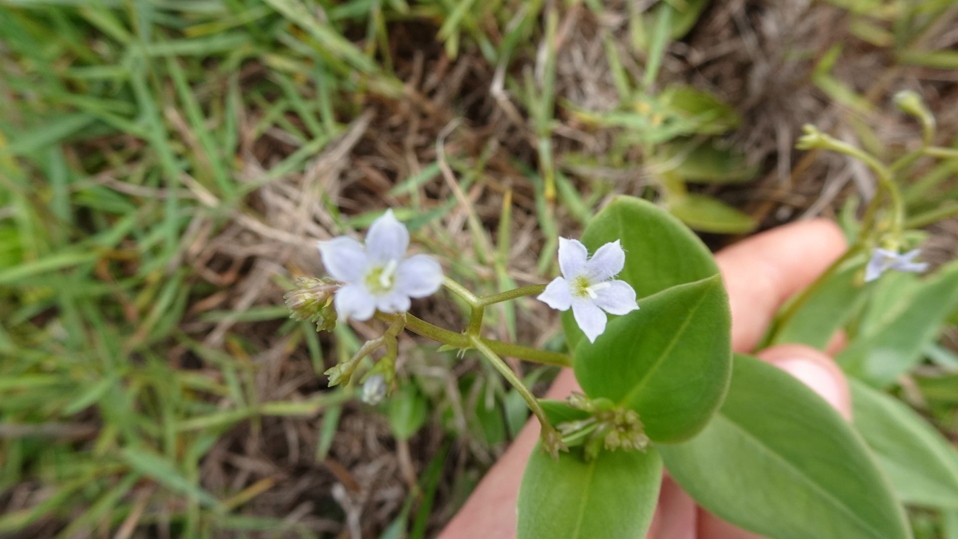 Imagem de Cipó-uva