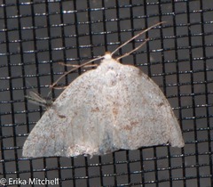 Lomographa semiclarata
