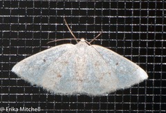 Lomographa semiclarata