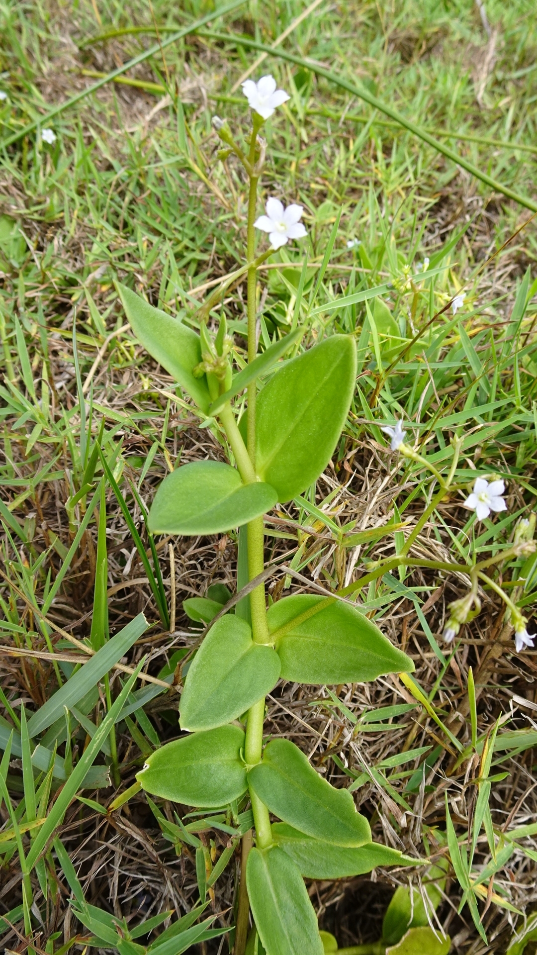 Imagem de Cipó-uva