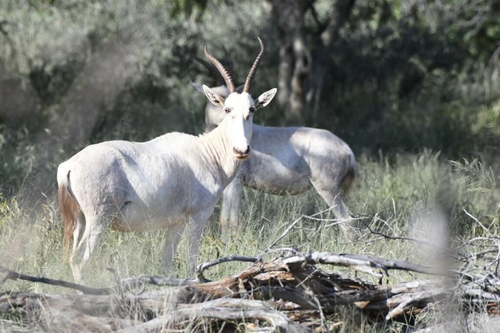 Blesbok from Waterberg District Municipality, South Africa on February ...