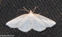 Scopula quadrilineata
