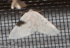 Lomographa semiclarata