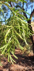 Acacia uncifolia