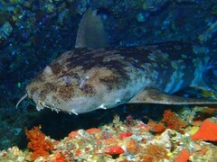 Western Wobbegong photo 5