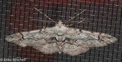 Iridopsis larvaria