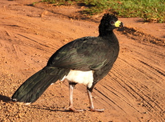 Bare-Faced Curassow photo 5