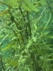 Carpophyllum flexuosum