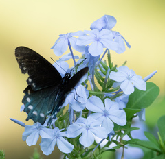 Battus philenor acauda