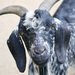 Domestic Goat - Photo (c) NasserHalaweh, some rights reserved (CC BY-SA)