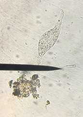 Parameciidae
