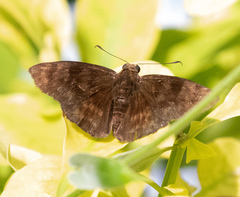Pellicia dimidiata