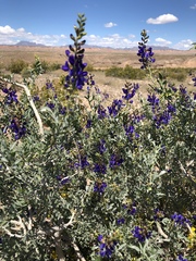 Psorothamnus arborescens