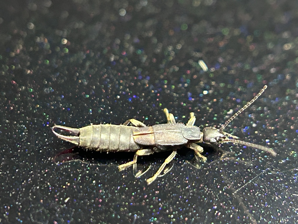 Black Bush Earwig from Neyyar Wildlife Sanctuary, Thiruvananthapuram ...