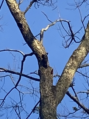 Pileated Woodpecker photographed in Kentucky