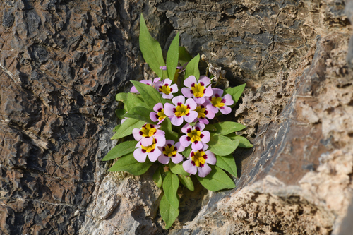 Death Valley monkeyflower (Diplacus rupicola)