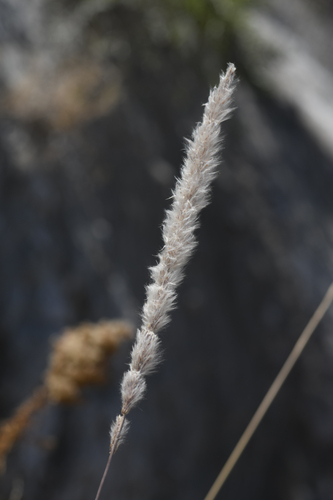 California satintail (Imperata brevifolia)
