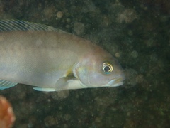 Caulolatilus princeps