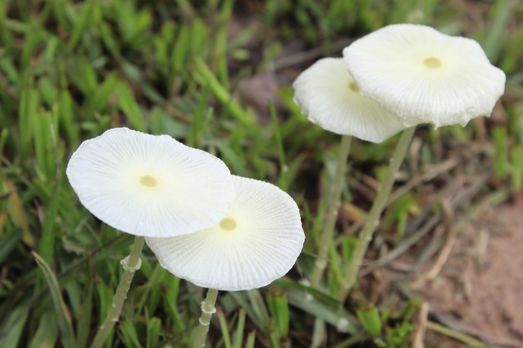 Leucocoprinus fragilissimus · April 2019 · photo: © nicolasr (iNaturalist, cc-by)