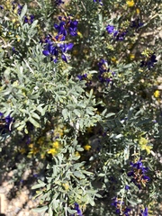 Psorothamnus arborescens