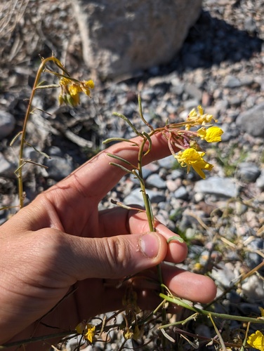 Chylismia munzii (Chylismia munzii)