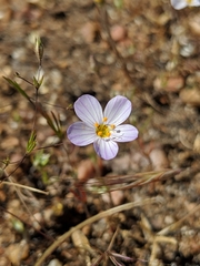 Leptosiphon liniflorus