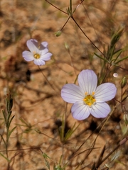 Leptosiphon liniflorus