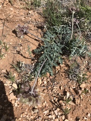 Vesper purpurascens