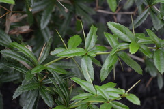 Berberis gagnepainii