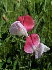 Lathyrus odoratus