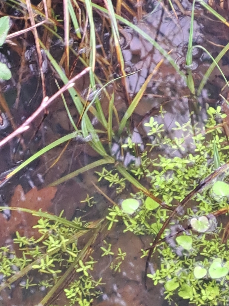 Teich-Wasserstern
