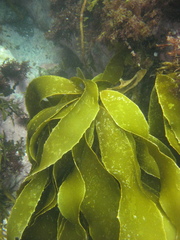 Lessonia variegata