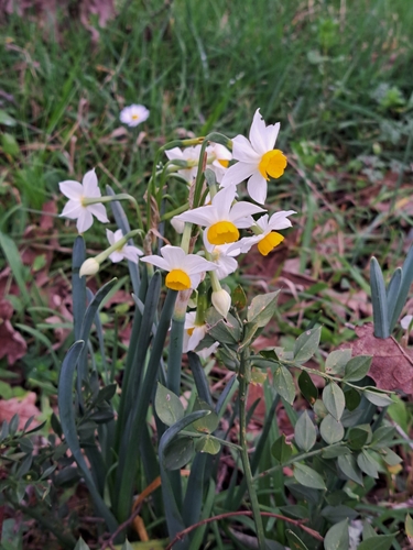 Bunch-flowered Daffodil