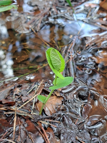 Smearwort