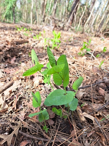 Smearwort