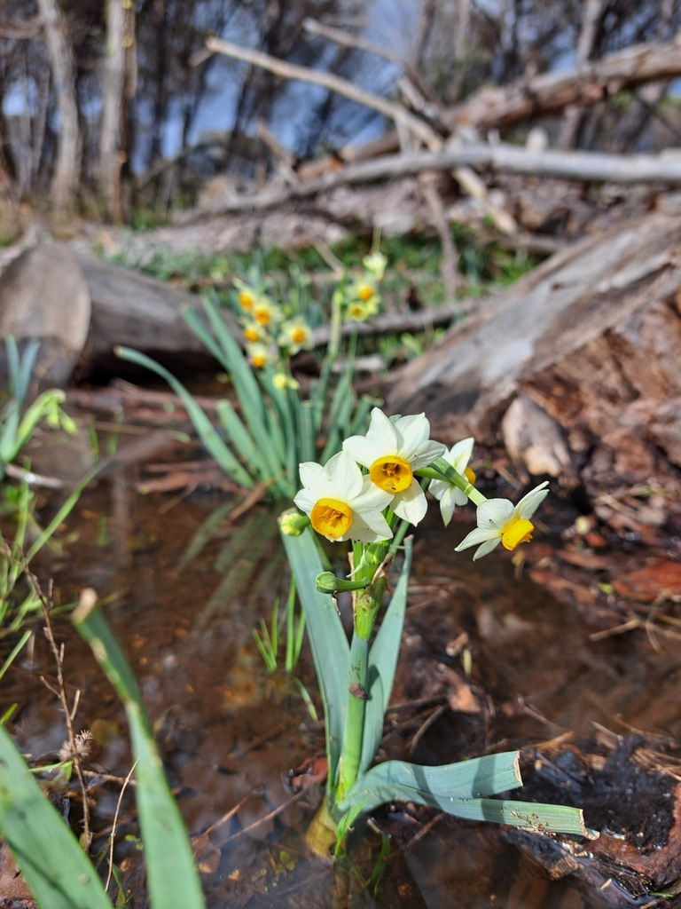 Bunch-flowered Daffodil