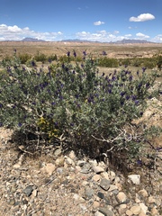 Psorothamnus arborescens