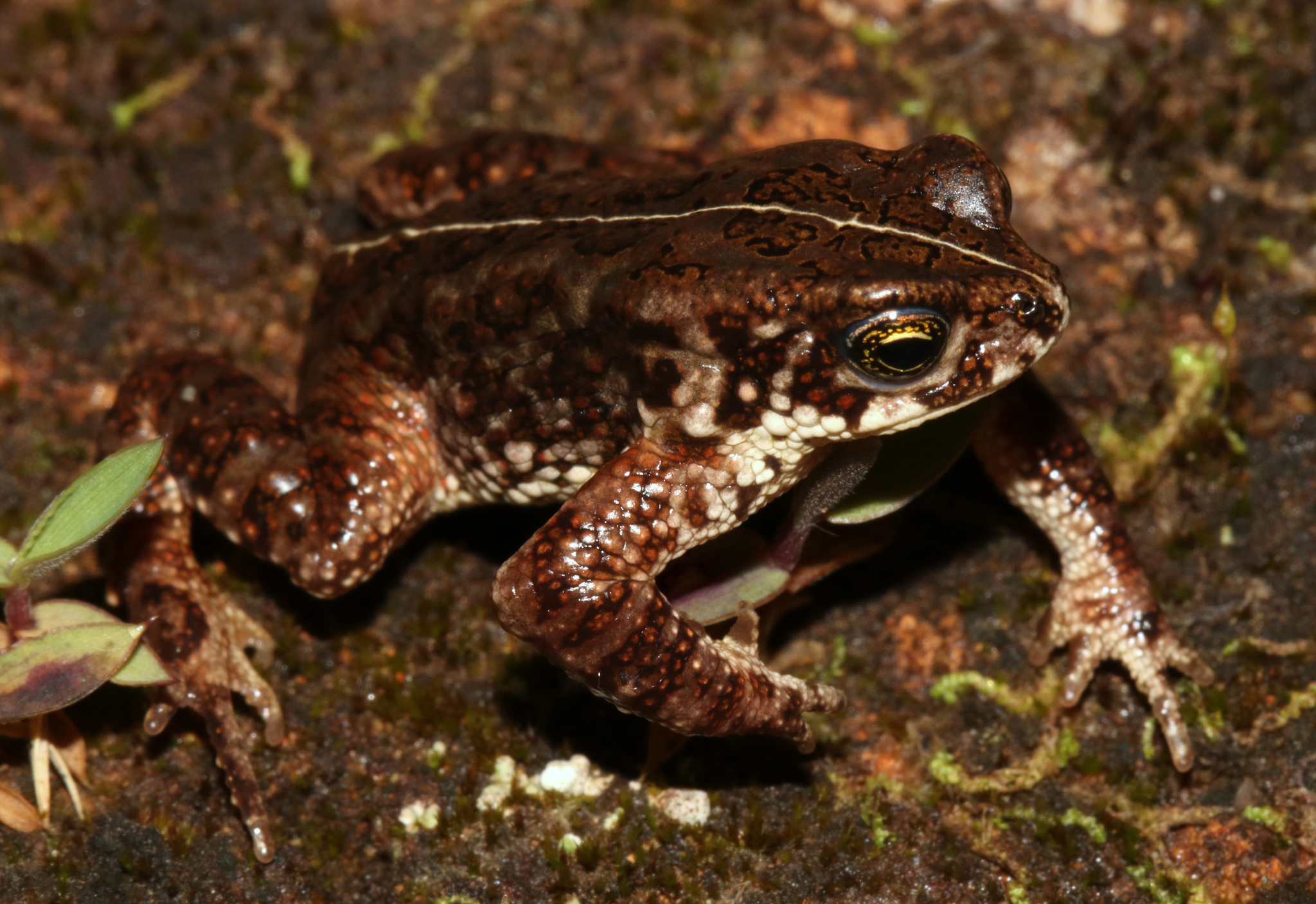 Mertensophryne lughensis