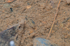 Blackline Snubnose Goby photo 3