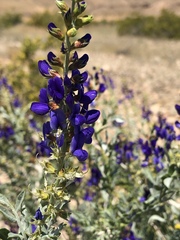 Psorothamnus arborescens