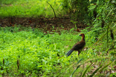 Ortalis erythroptera