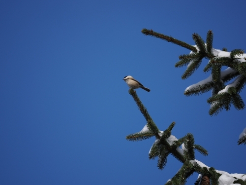 Central European Willow Tit