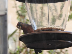 Haemorhous mexicanus