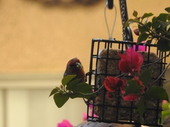 Haemorhous mexicanus