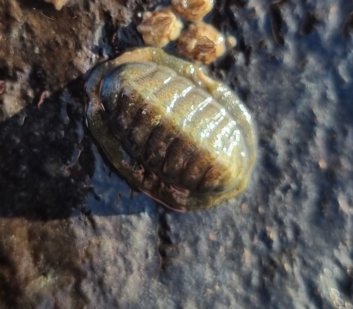 Grey Mail-shell, 1792 CA Oudeschild, Nederland, photo 9 of 10