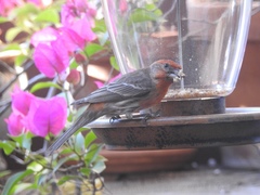 Haemorhous mexicanus