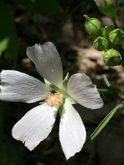 Callirhoe alcaeoides